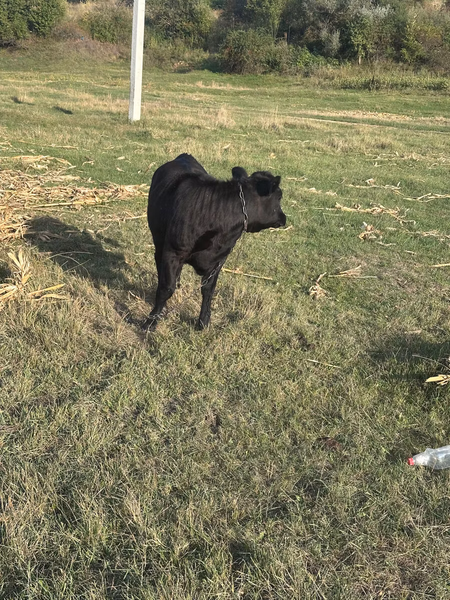 Կաստա կով