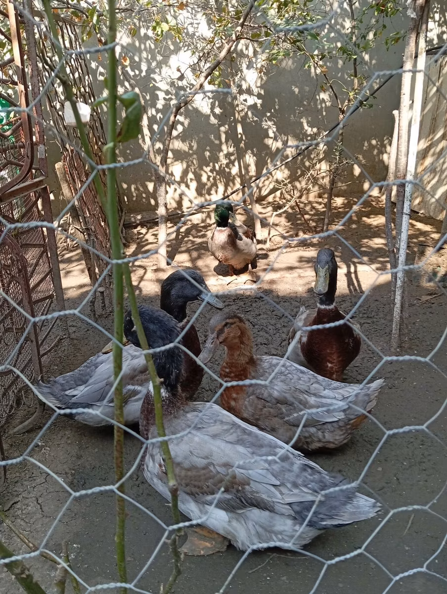 Ռուան