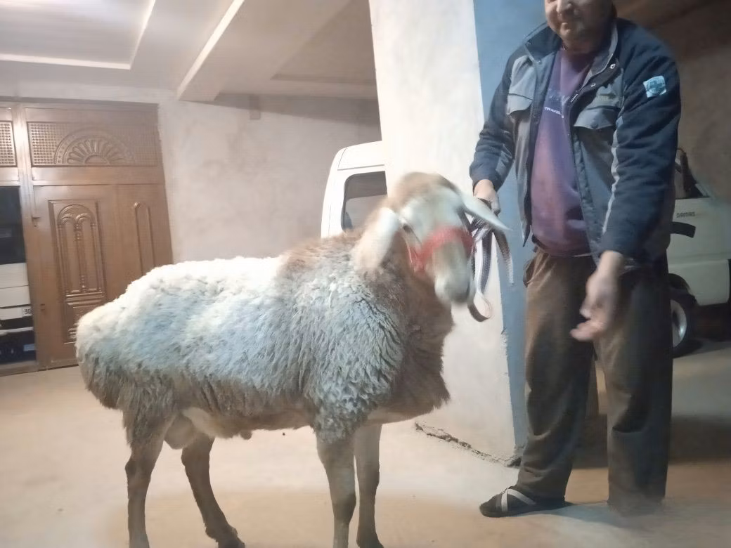 Edilbay sheep