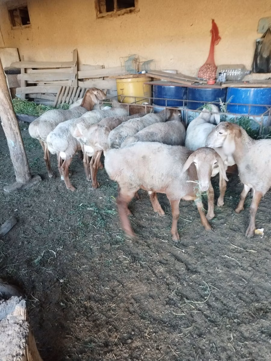 Rhon sheep