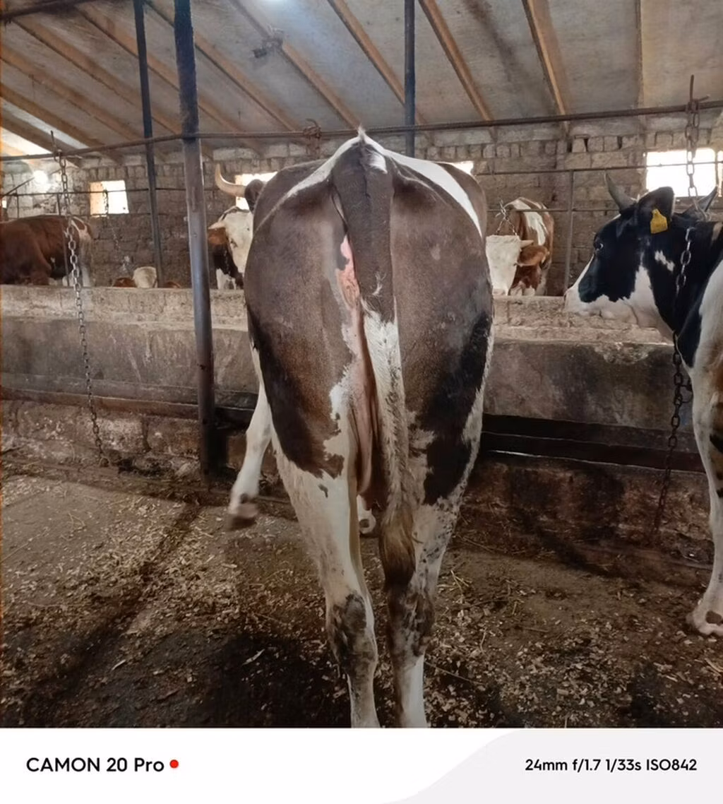 Simmental cattle