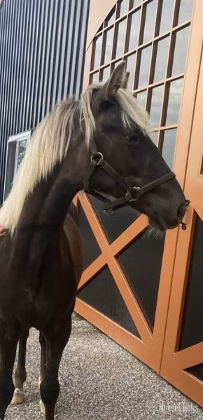 Rocky Mountain Horse