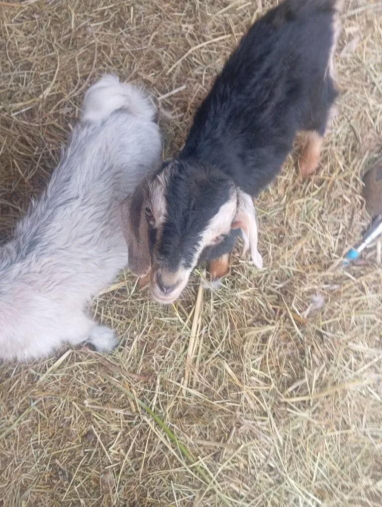Nubian Goat