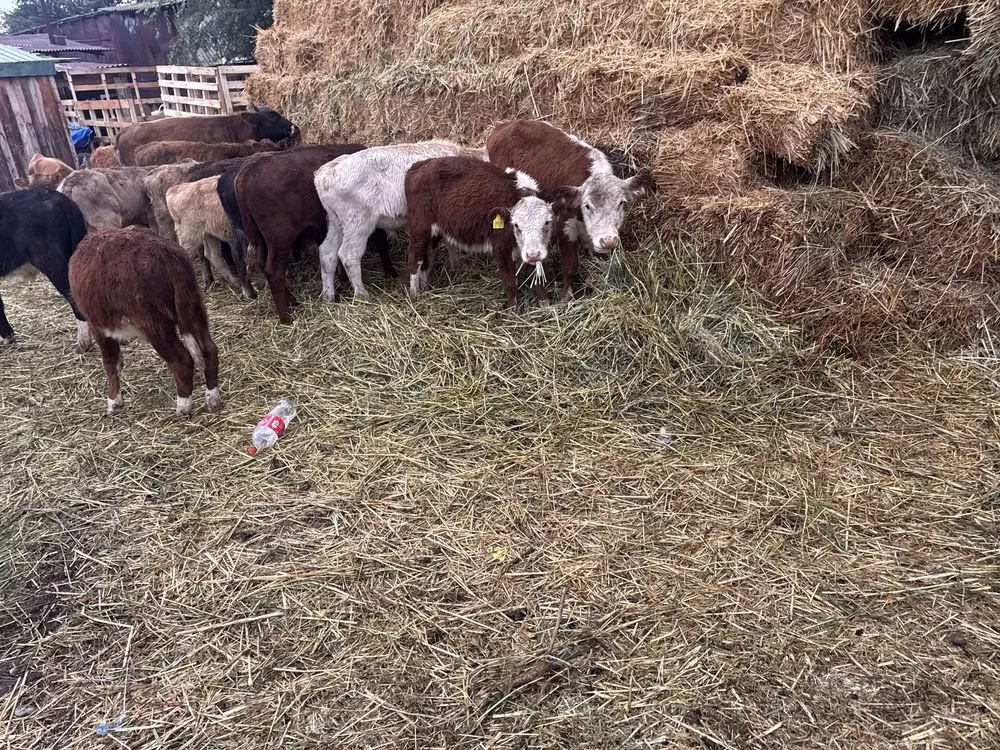 Hereford
