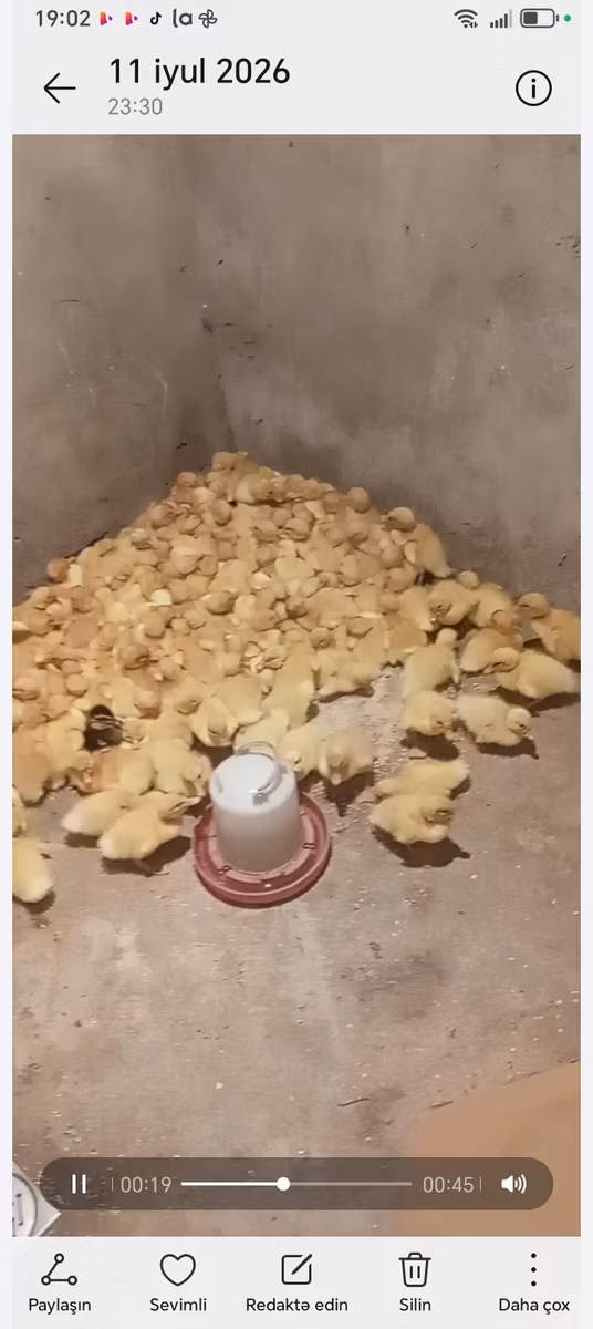 Немецкий пекин