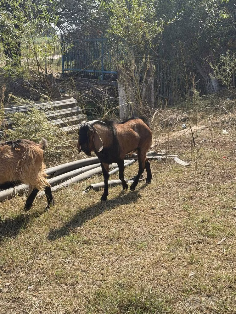 Alpine goat