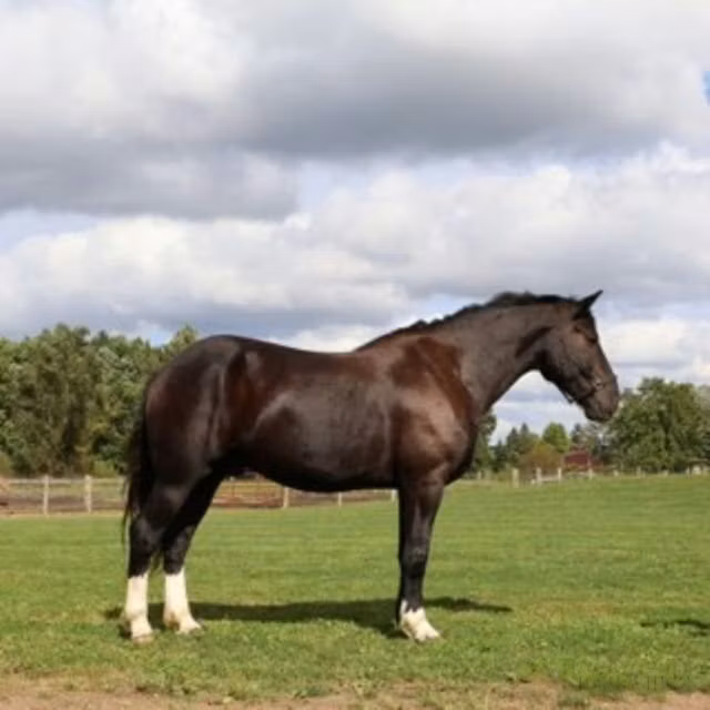 Percheron