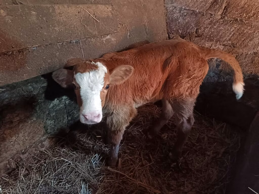 Simmental cattle