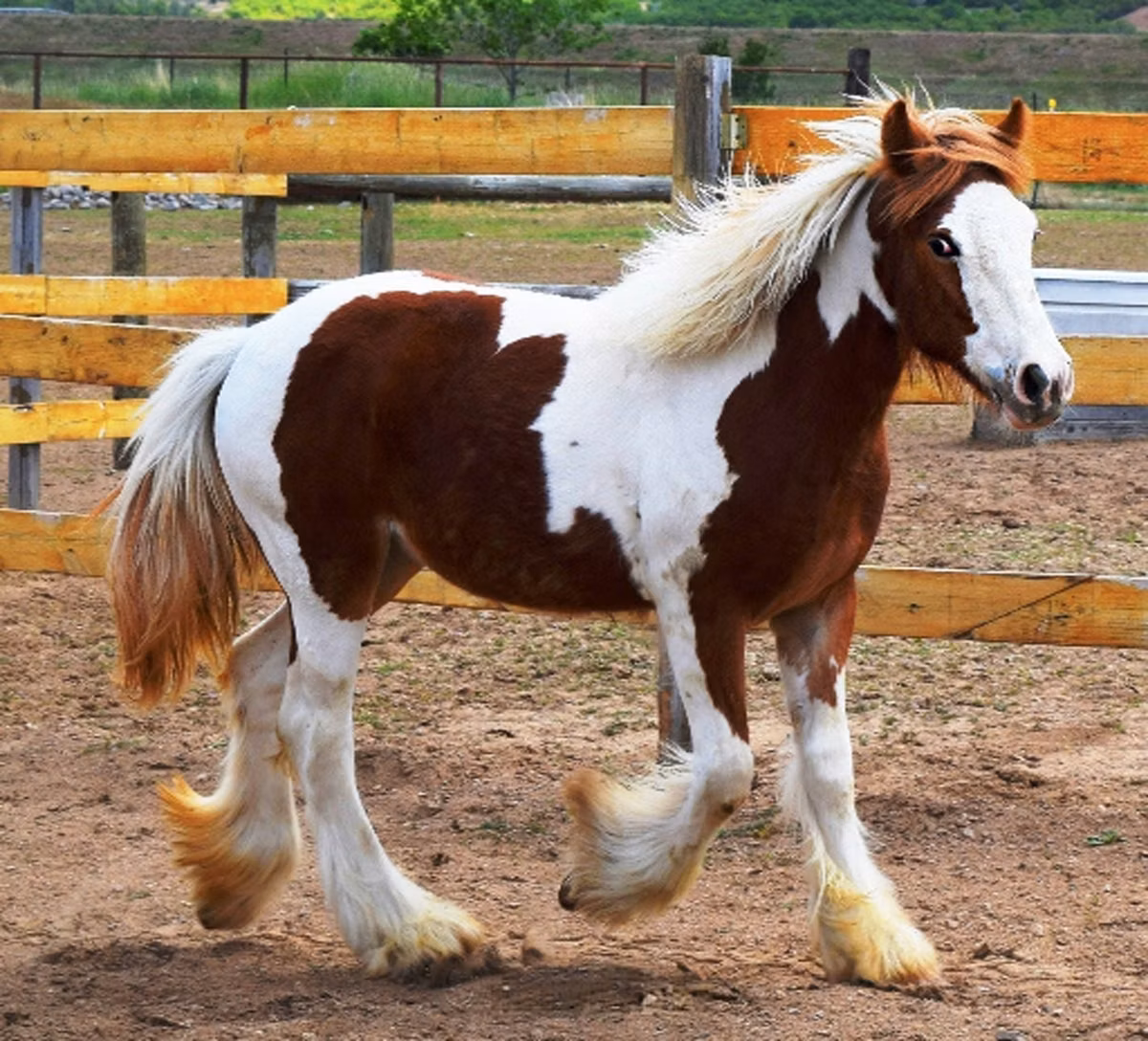 Gypsy horse