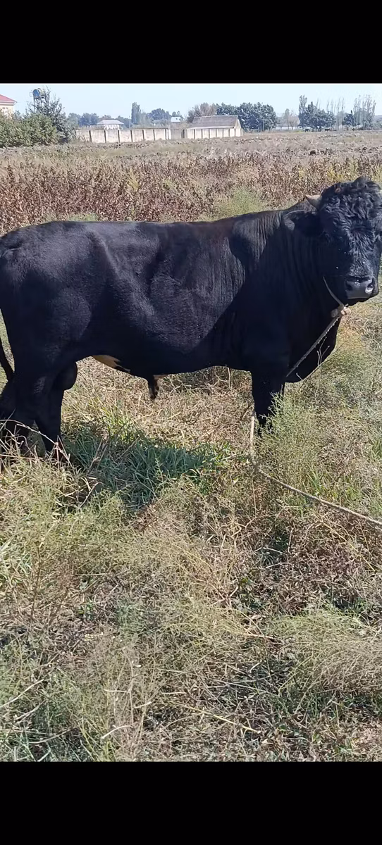 Aberdeen-Angus