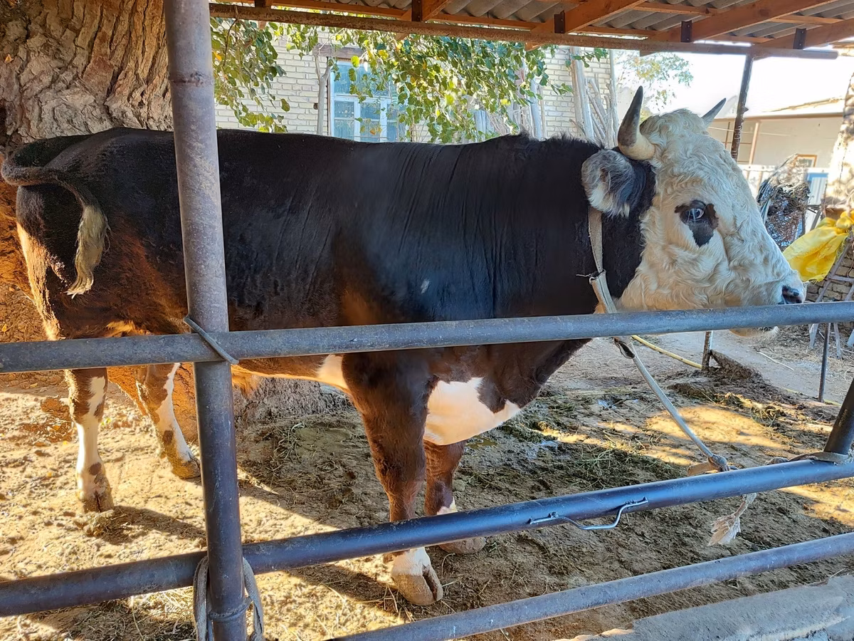 Kazakh White-headed cow
