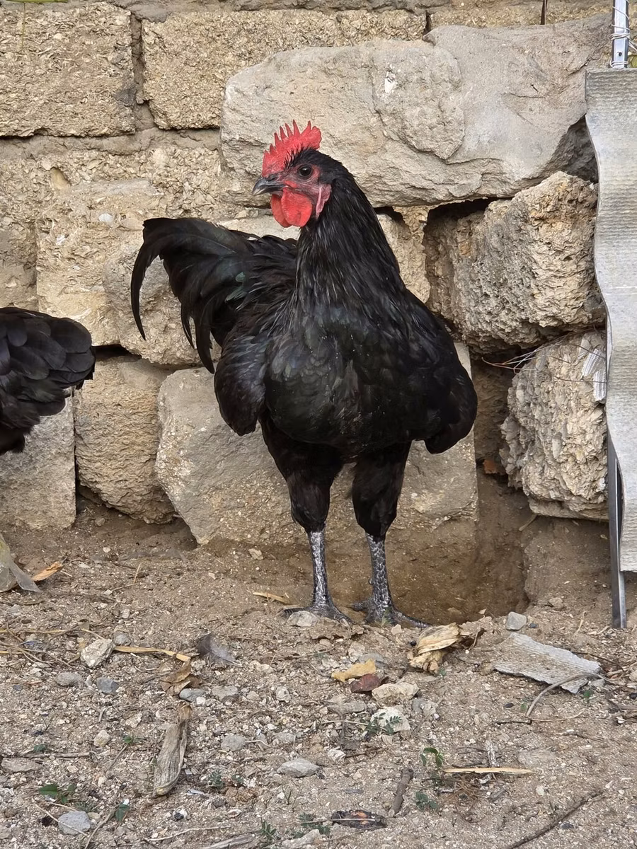 Австралийская бойная