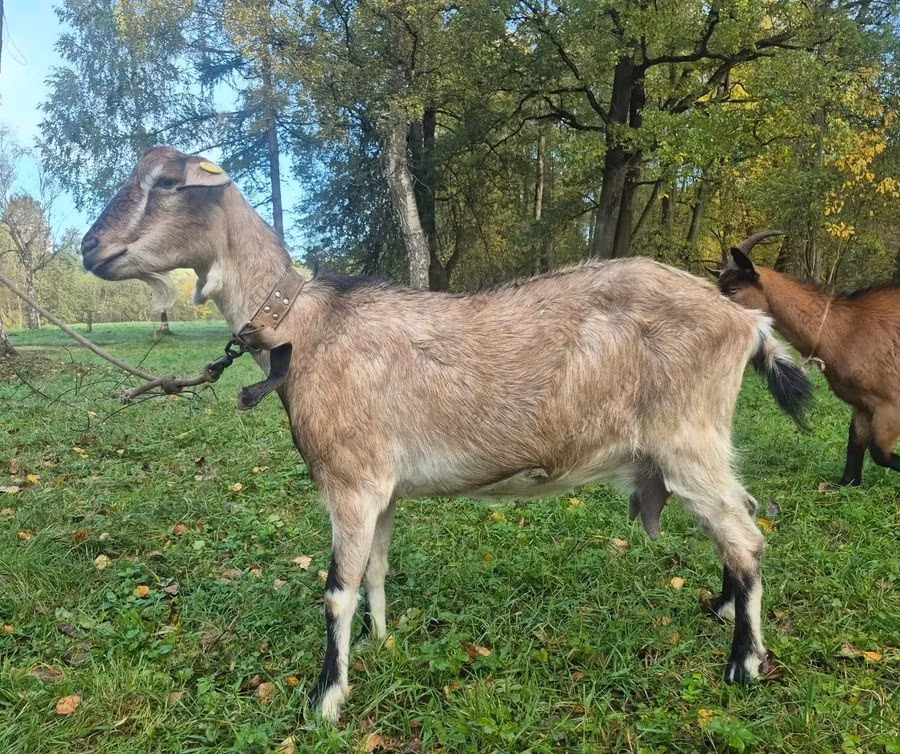 Alpine goat