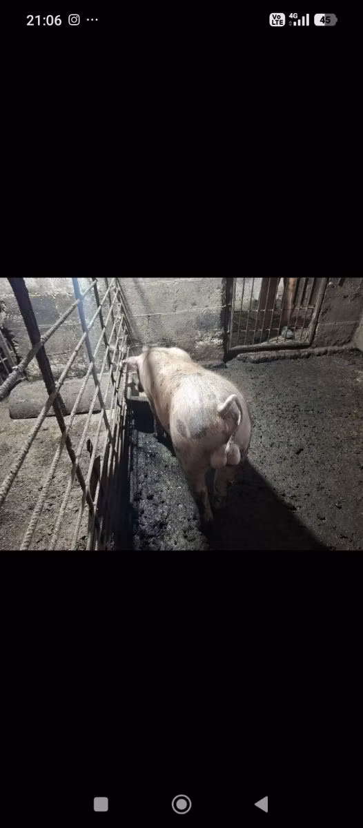 Пьетрен