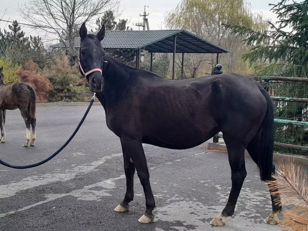 Akhal-Teke