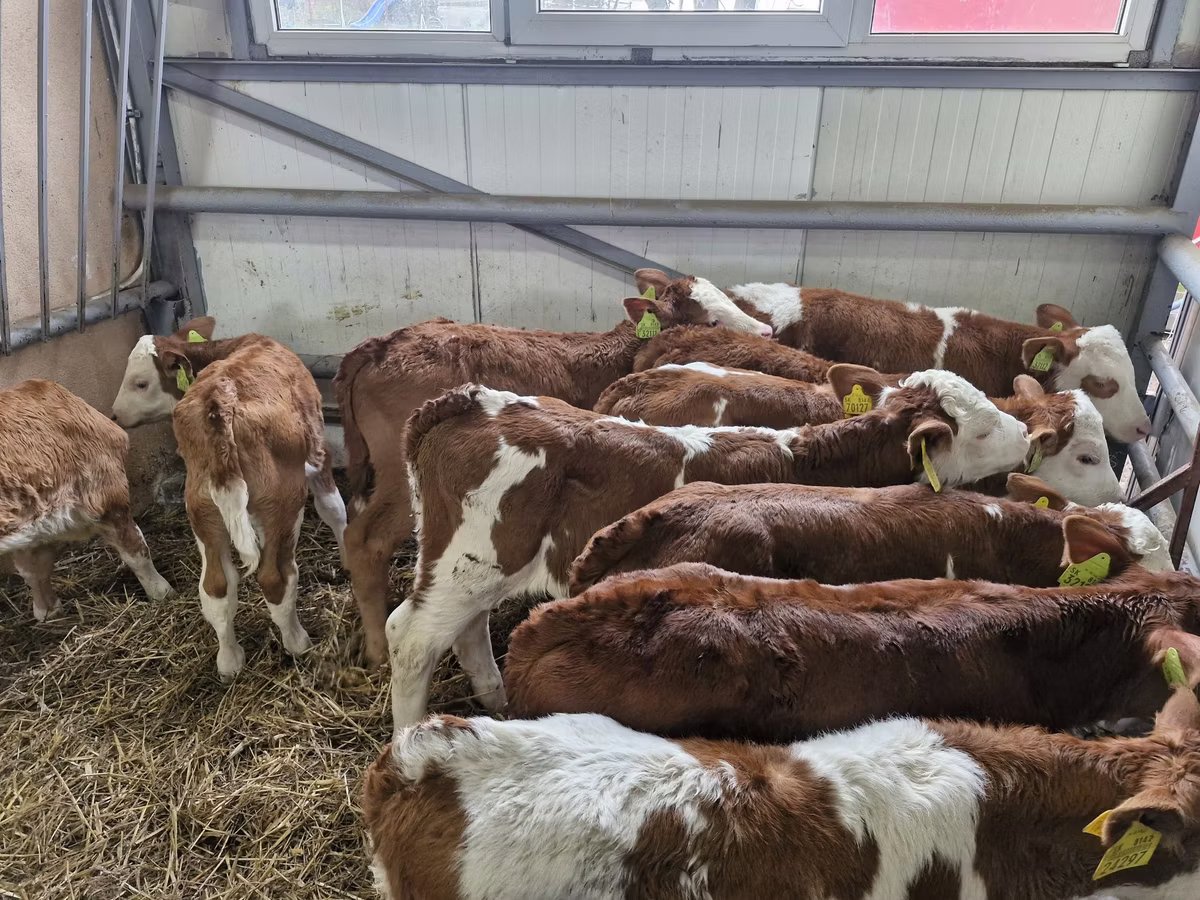 Limousin cow