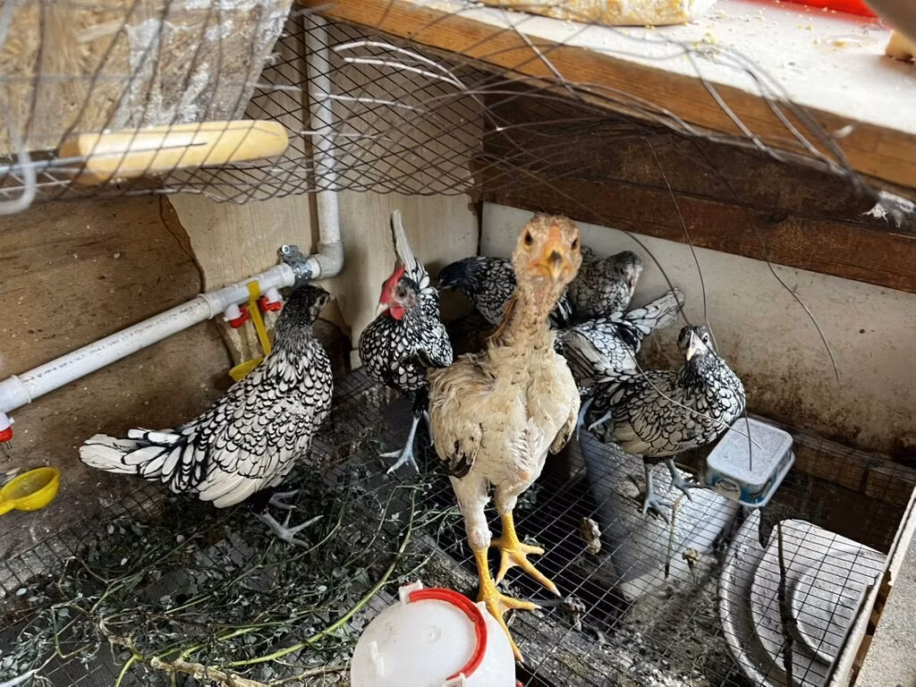Сибрайт