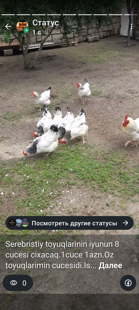 وياندوت