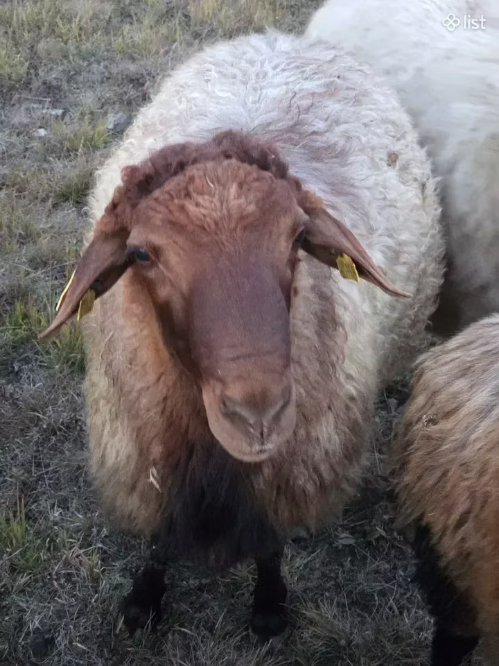 Blackheaded Persian sheep