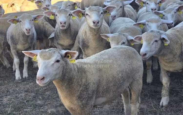 Ile-de-France sheep