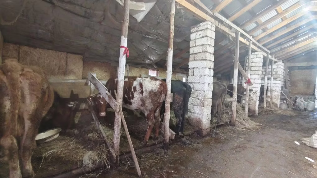 Կարմիր դաշտային կով