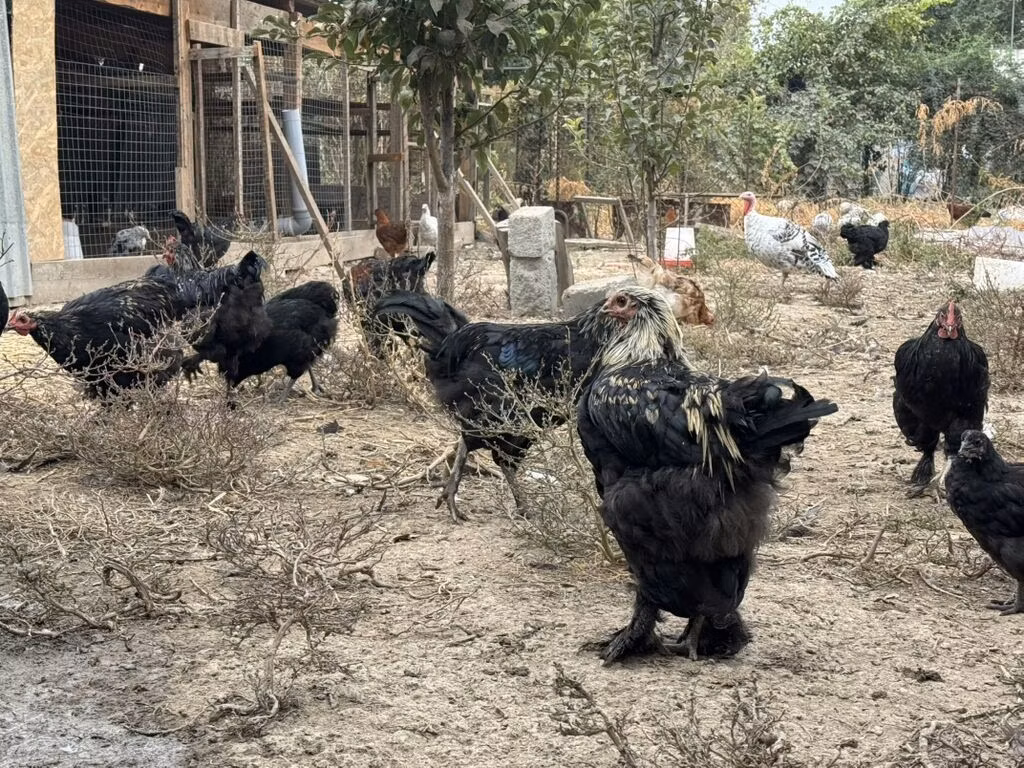Джерсийский гигант