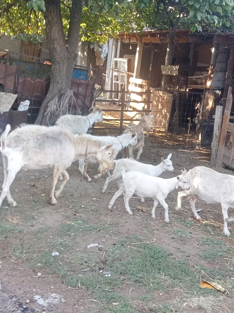 Dutch Landrace goats