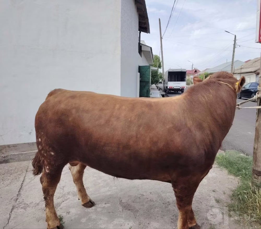 Limousin cow