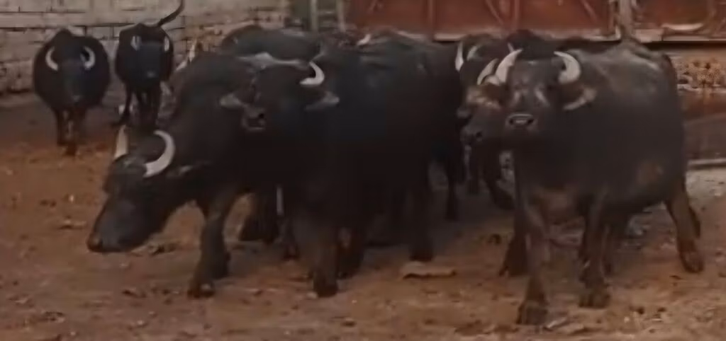 Աֆրիկյան Բուֆալո