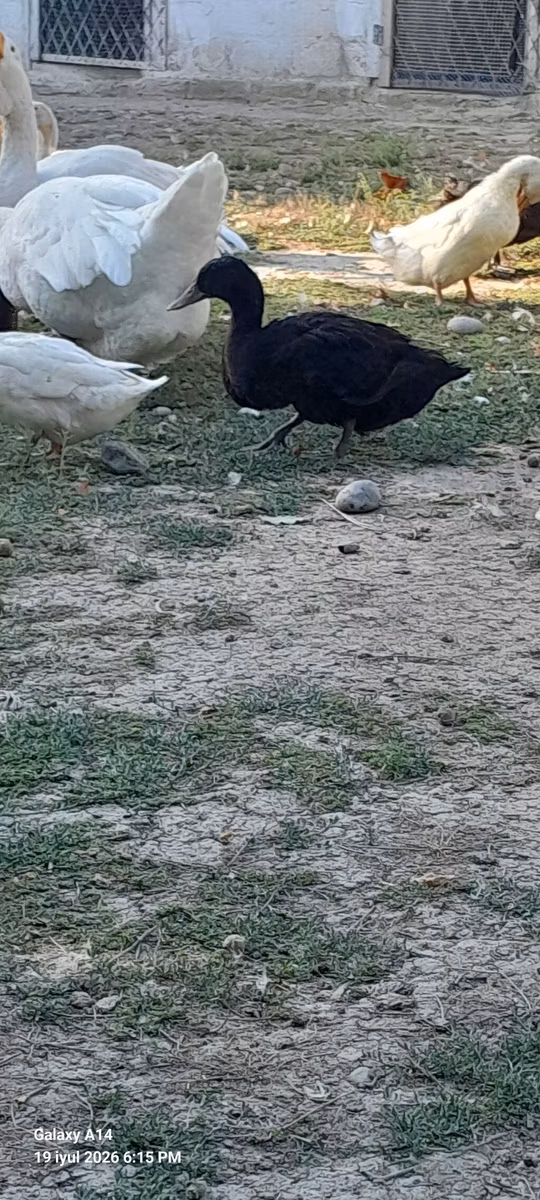 Australian Spotted