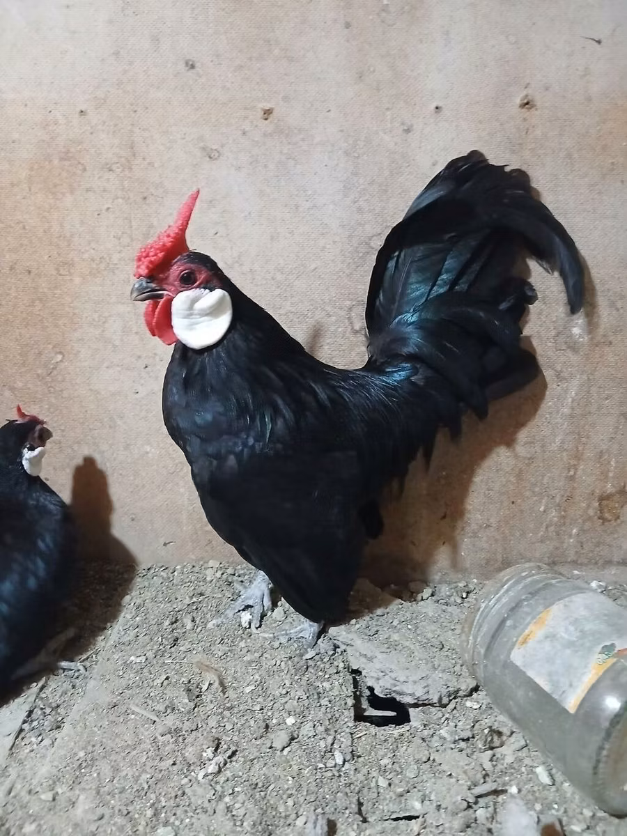 Մինորկա