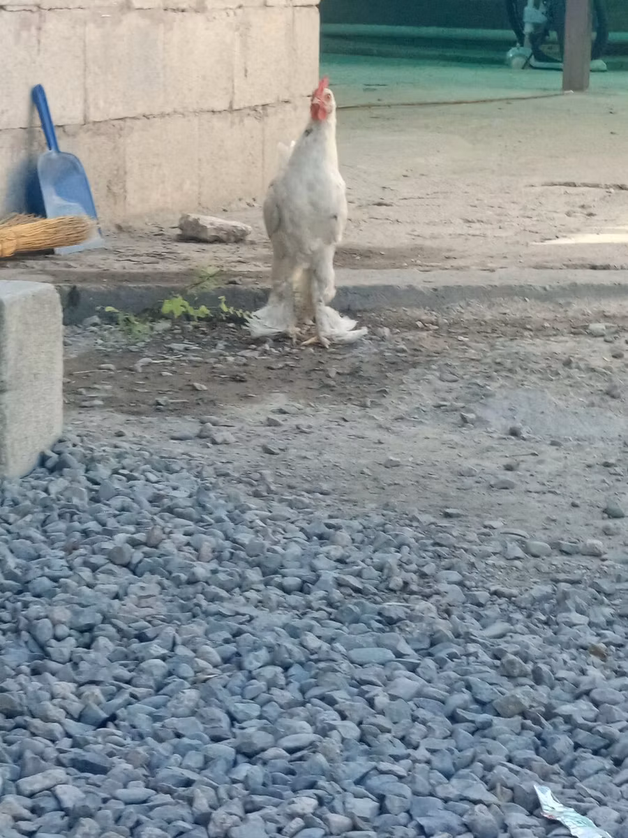 بيرغيشه كرهير
