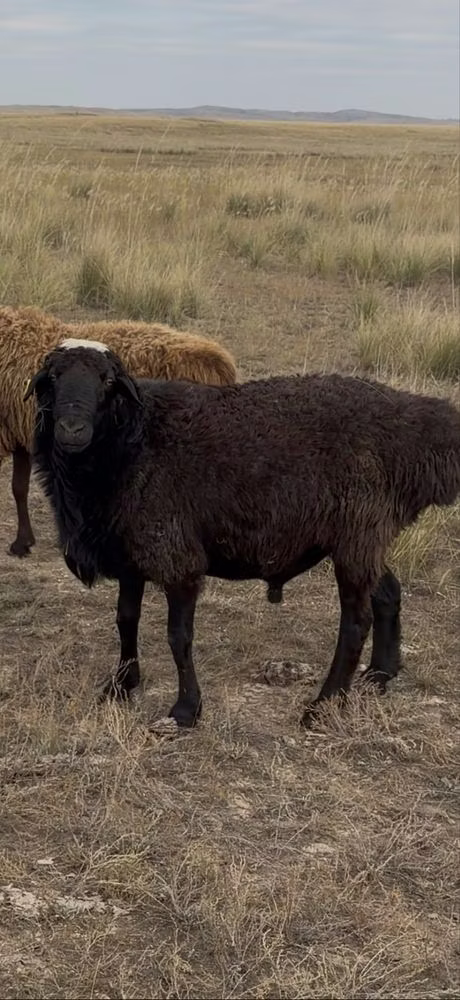 Kazakh fat-tailed coarsewool sheep