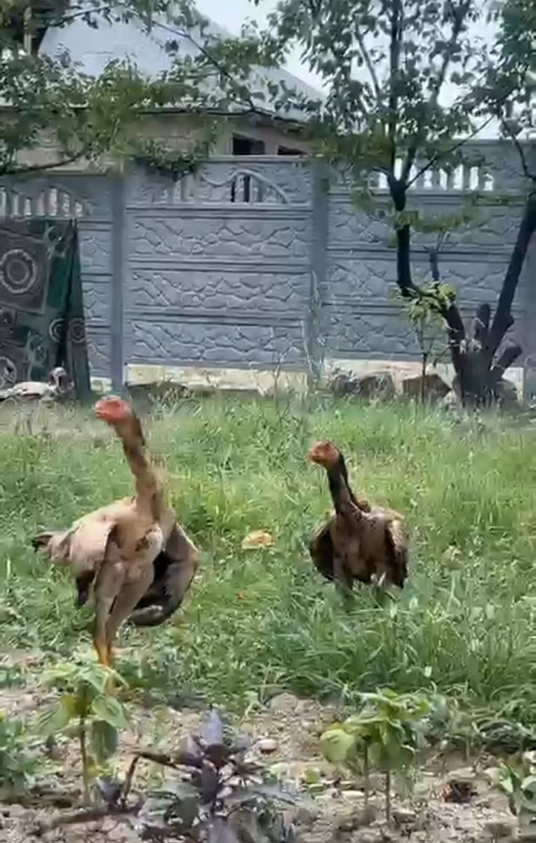 Ayam Cemani