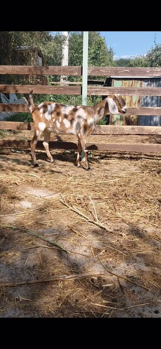 Nubian Goat