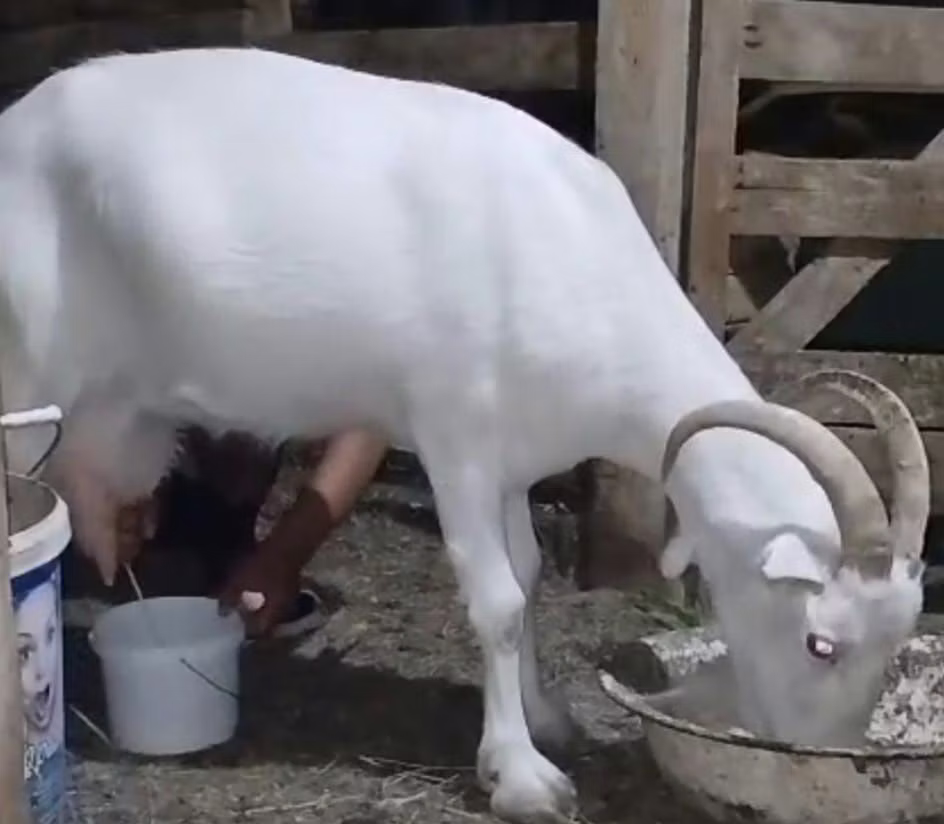 Saanen goat