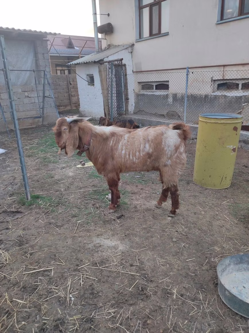 Beetal goats