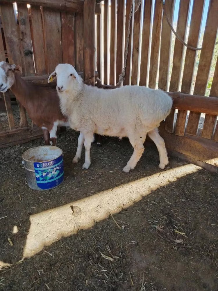 Kazakh fat-tailed coarsewool sheep