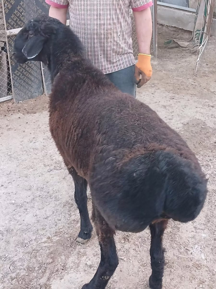 Tian-Shan semifinewool sheep