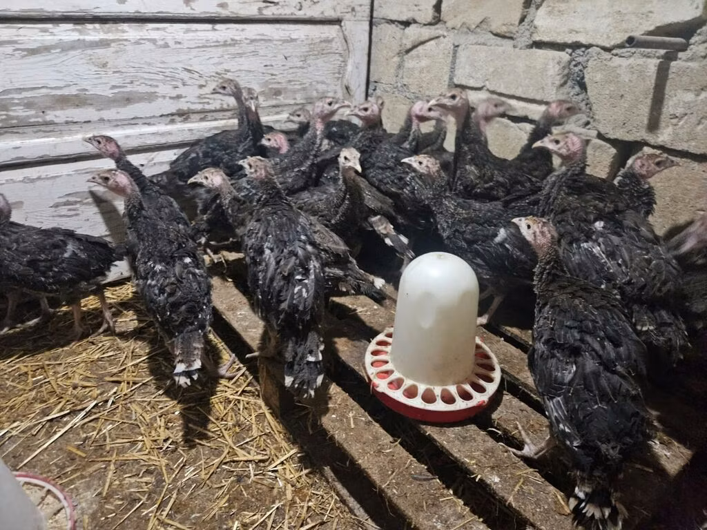 Բրոնզե