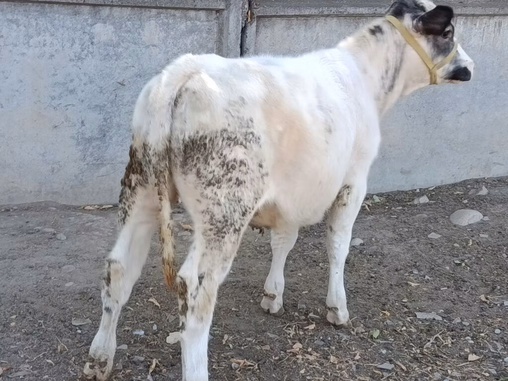 البلجيكية الزرقاء