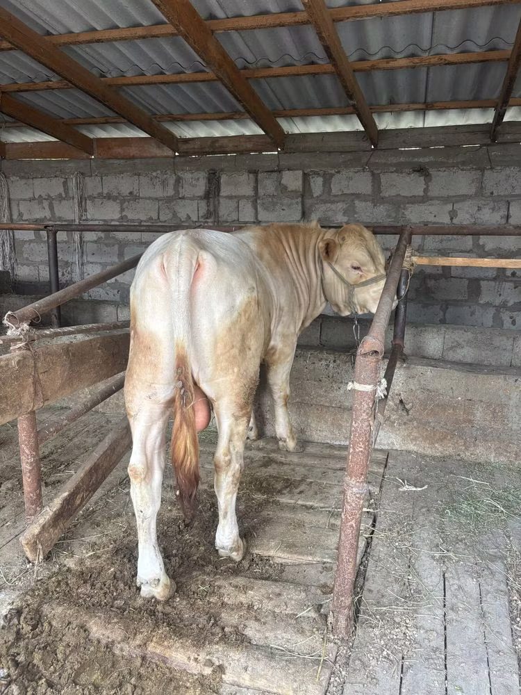 Auliekol breed