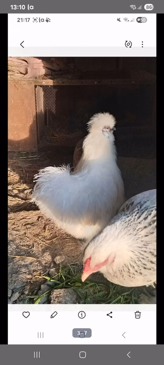 Силки