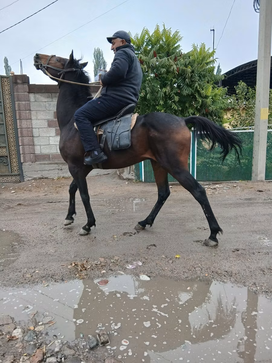 Thoroughbred horse