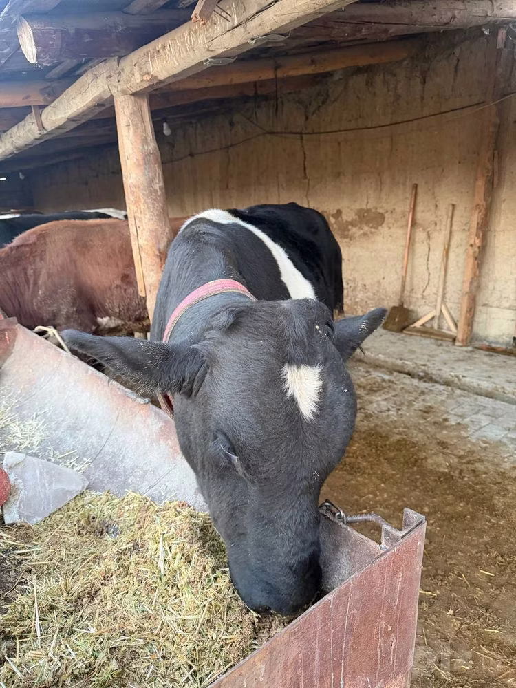 Russian Black pied cattle