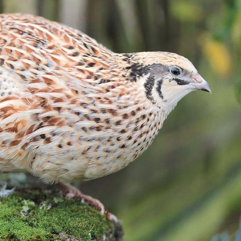Faraó