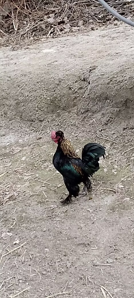 Японский миниатюрный