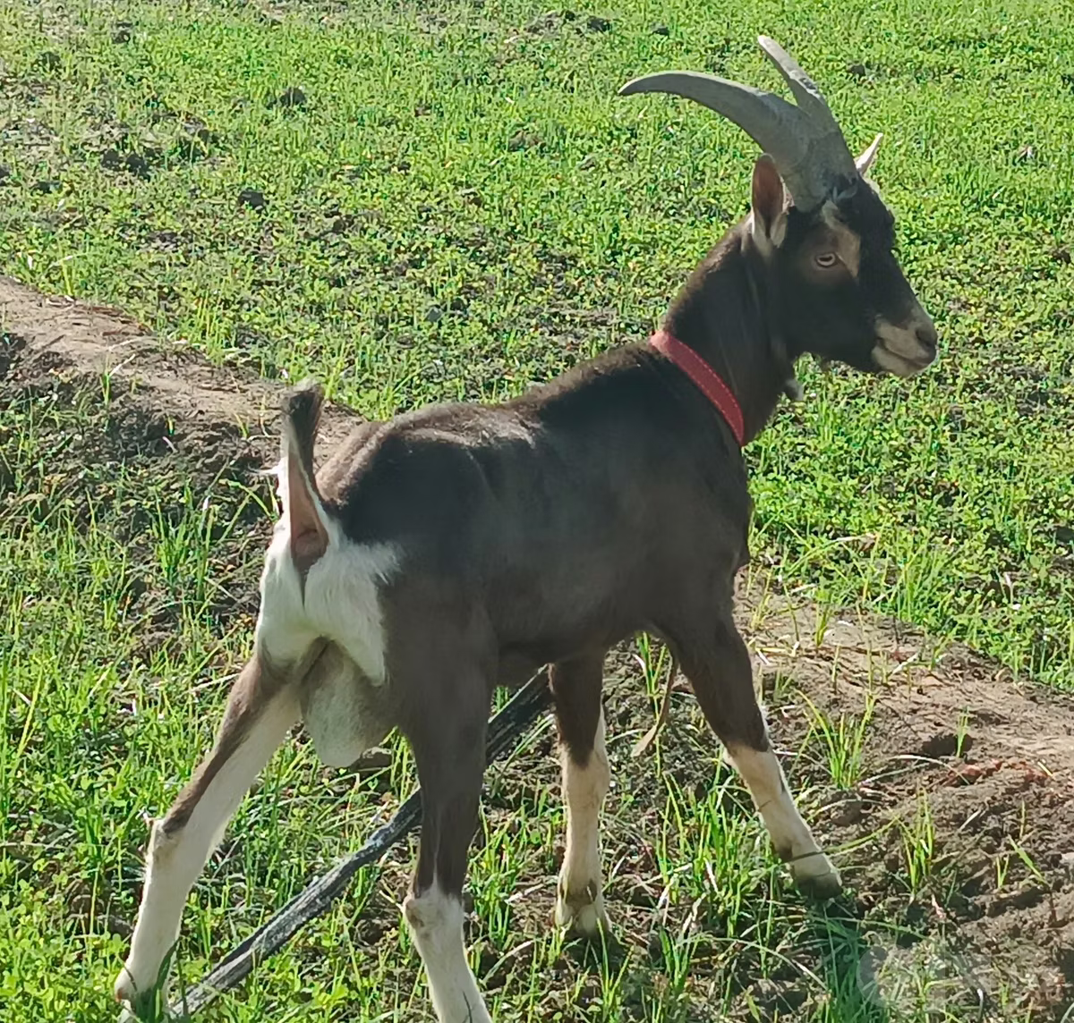 Toggenburg goat