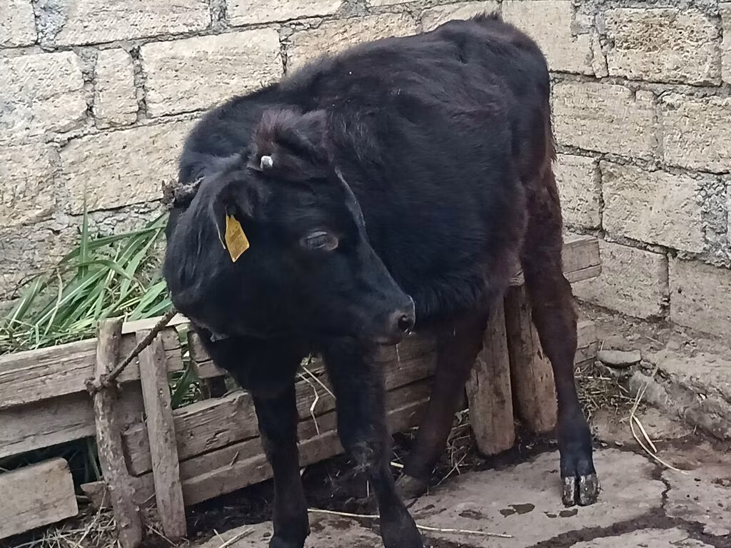 Aberdeen-Angus