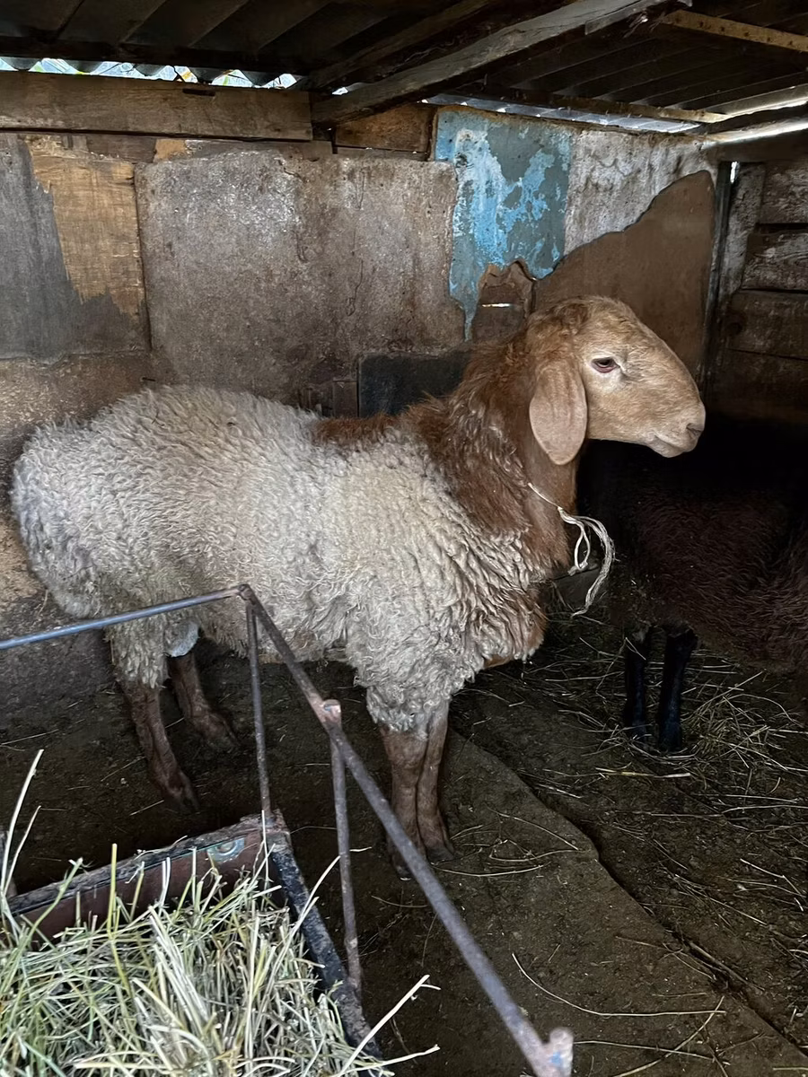 Rhon sheep